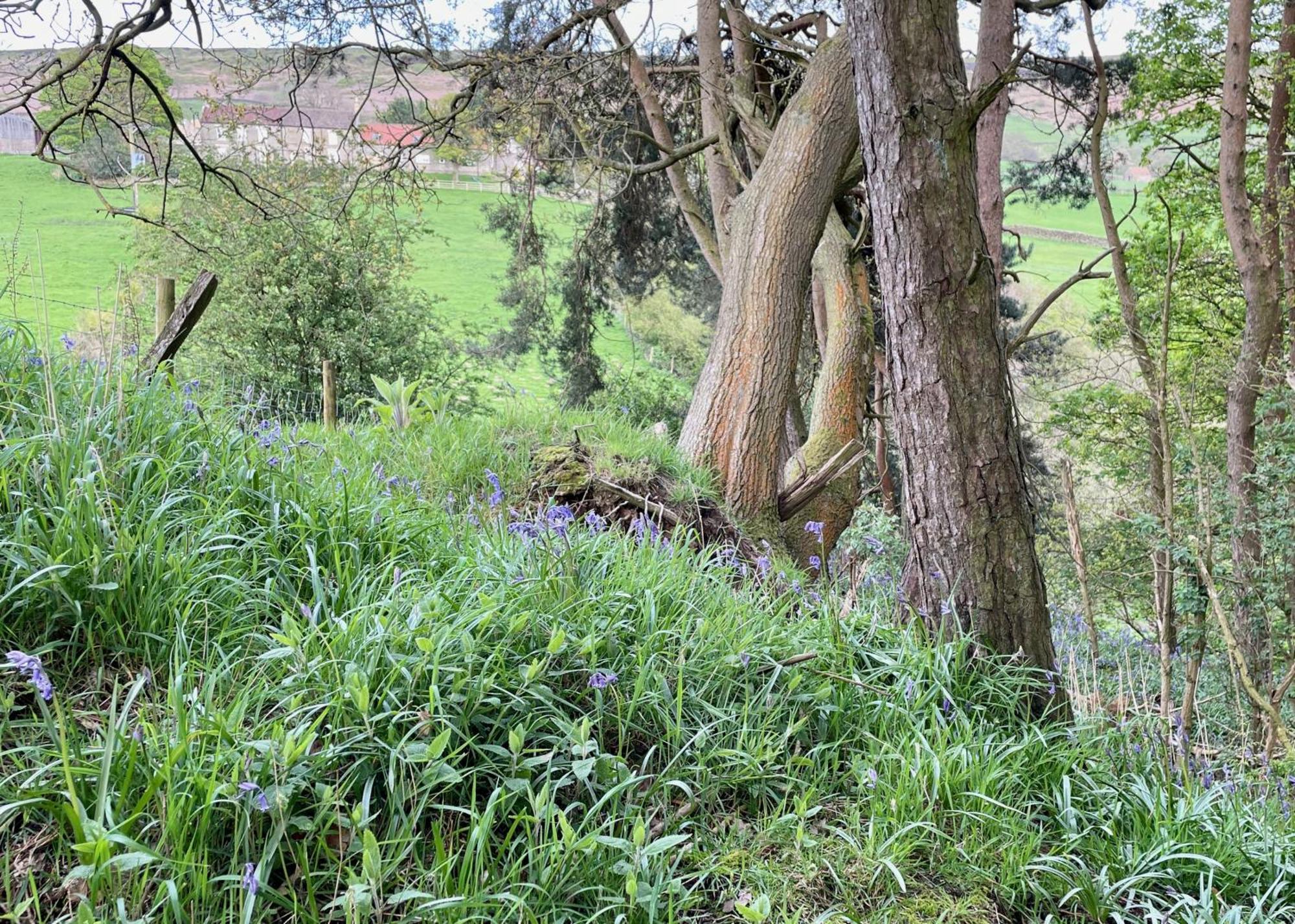 Church House Farm Danby エクステリア 写真